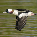 Bufflehead male