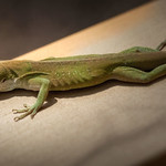anole
