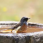 0S8A1122. Common Redstart (Phoenicurus phoenicurus) M
