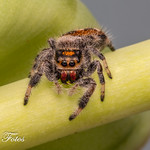 Regal Jumping (chilli 3)