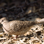 The Great Inca Dove