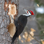 Pileated Woodpecker ♂ - High Impact Hammering 1 of 2