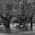 The weeping willows of the park