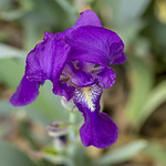 103/365 Making an Appearance