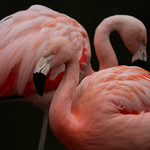 A pair of pink flamingos