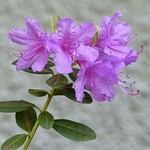 Azalea bloom