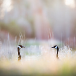 Canadian Geese