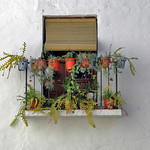 Window in the old town, Almu&ntilde;ecar.