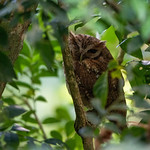 Tropical Screech Owl