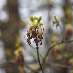 Male (pollen) flowers, spring. Manitoba maple - Acer negundo. Sapindaceae.