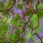 The hazel tree in Spring