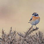 Whinchat ..
