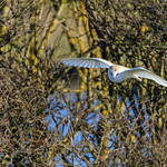 Sunlit Barn Owl