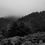 Foggy Forest
