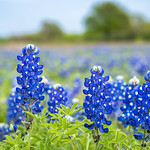 Texas Road Trip Wildflowers