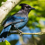 Steller's Jay