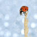 7-Spot Ladybird