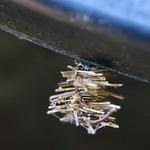 fantastic architectural critter (1 of 3)