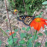 Released 3 Monarch Butterflies 2 females and one Male on Mexican Sunflower May 19th 2021