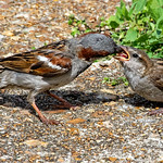 House sparrow feeding offspring yb_BSW2349