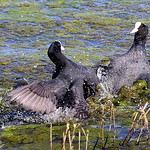 0S8A5423X. Eurasian Coot (Fulica atra)