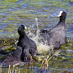 0S8A5425X. Eurasian Coot (Fulica atra)