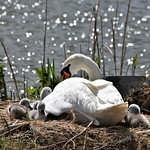 Love at first sight ....