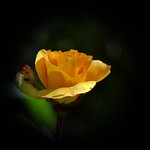 Beauty in the morning light