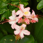 Miniature Azalea Blooms