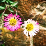 pretty little things.