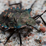 Copper Bug - _TNY_1549