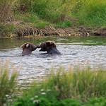Always Inspired by Planet Earth (Katmai National Park & Preserve)