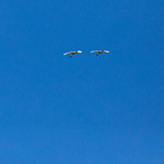 Adult Australian Ibis pair in synchronised flying through blue skies at the wetlands