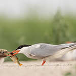 Common Terns
