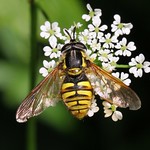 Hoverfly - Chryotoxum verralli 160621 (3)