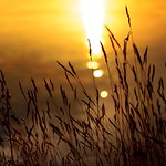 Grass in golden light