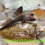 c&aacute; th&ograve;i l&ograve;i