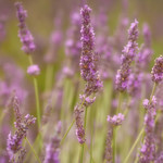 Proven&ccedil;al lavender