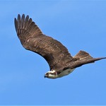 Osprey in attack mode, Huntington Beach Central Park