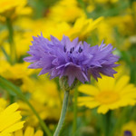 Variations on a theme # 2