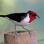 Masked Cardinal (Paroaria nigrogenis) - 20160121-08