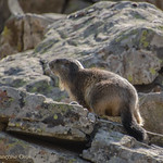 Marmotte