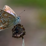 Common blue butterfly.