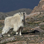 Mountain Goat