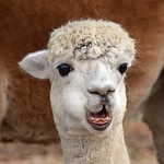 White Alpaca Smile