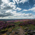 Heather Season.......