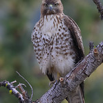 Red-tailed Hawk
