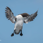 Landing gear down! 503_4033.jpg