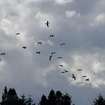 Preparing to land, Loch Ruskie