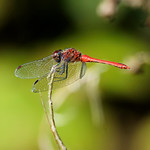 Symp&eacute;trum rouge sang_040